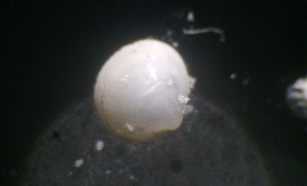 Microconchiglie plioceniche